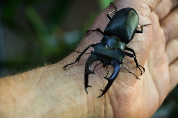 macro image of big stag beetle on my hand (Lucanus cervus) is one of the biggest beetles in Europe. Belongs to the order of coleoptera, the family of horns, is listed as Near Threatened by the IUCN R