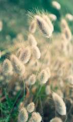 Photo artistique de fleurs sauvages le long du litoral breton. Largurus ovatus ou Lagure ovale.