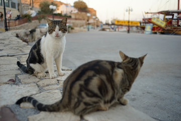 cats in a harbour