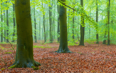 Misty morning in the old beech forest