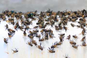 Many flies are glue traps.