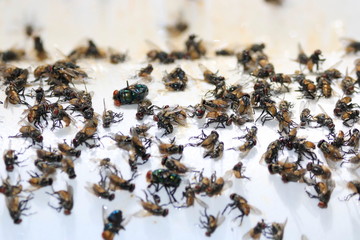 Many flies are glue traps.