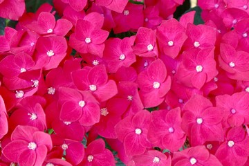 ピンク色の小花