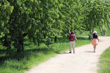 Kirschen klauen