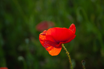 field with red flowering poppies against a bright sunny sky