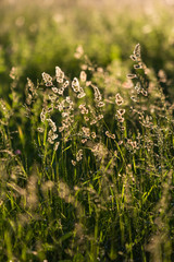 Uncut green grass. Texture of the grass. Selective focus.