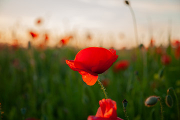 field with red flowering poppies against a bright sunny sky