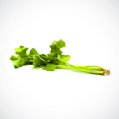 Fresh celery isolated on the white background