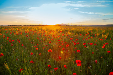 field with red flowering poppies against a bright sunny sky