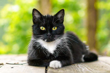 young cat lies on a wooden deck