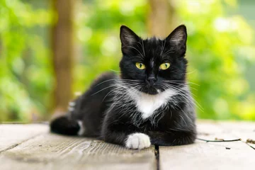 Gardinen portrait of a black and white cat with green eyes © Oleg1824f