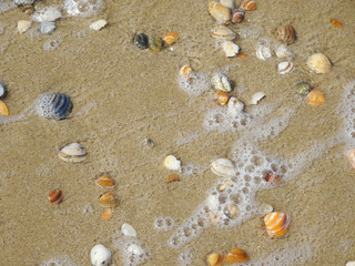 Fototapeta na wymiar Am Strand mit vielen Muscheln