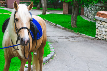 Horses saddled for leisurely riding in the Park 