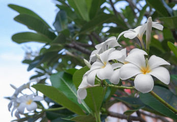 Plumeria flowers or Frangipani tropical flowers are most fragrant