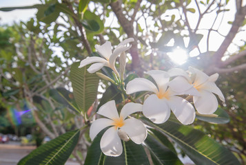 Obraz na płótnie Canvas Plumeria flowers or Frangipani tropical flowers are most fragrant