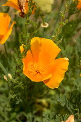 Naklejka premium Brilliant buttercup yellow flowers of Eschscholzia californica (Californian poppy,golden poppy, California sunlight, cup of gold) a species of flowering plant in family Papaveraceae are bright.