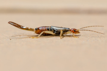 earwig