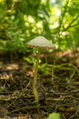 Forest mushroom in the grass and old dried leaves. Close up look.