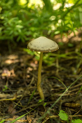 Forest mushroom in the grass and old dried leaves. Close up look.