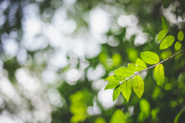 Fototapeta na wymiar Leaves growing on a tree with sunlight