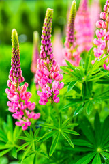 Blooming lupine flowers in the garden.