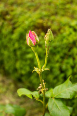 Aphids on Rose bud. Green aphid insects sucking sap on rose bud.