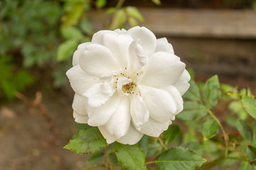 White rose flower blooming in a garden at a sunny spring day.