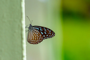 Fototapeta na wymiar Close up of butterfly