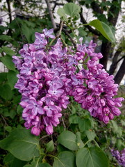 Bunch of lilacs growing in a home garden