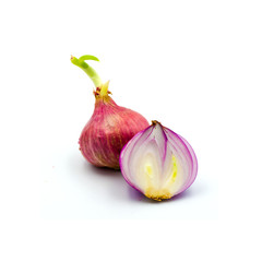 germinate onion red isolated on the white background.