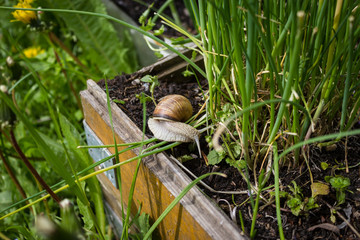 an escargot beside the chives