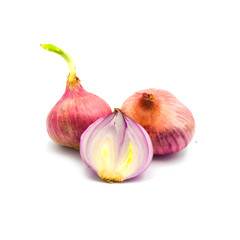 germinate onion red isolated on the white background.