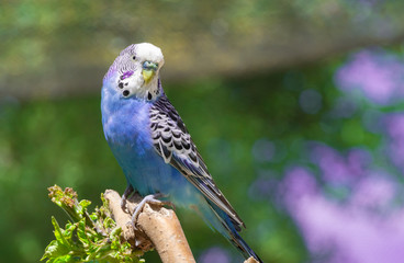 Blue budgerigar sitting on a branch and looking to the camera