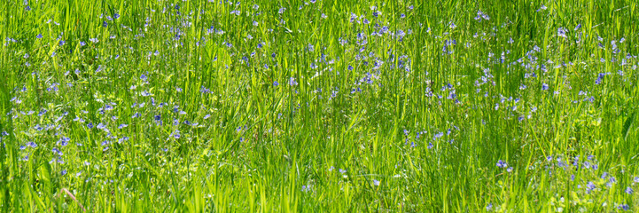 Green meadow with little blue flowers, panorama