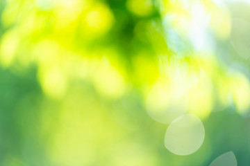 Fototapeta premium Green blurred background. Green bokeh out of focus foliage background.