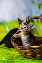 Little kitten of breed Savannah