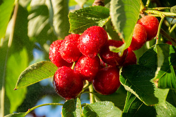 cherries on tree