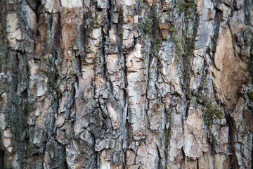 Background of old Linden bark on a clear Sunny day. Design backgrounds texture.