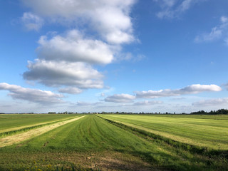 Fototapeta na wymiar Farming land in Friesland