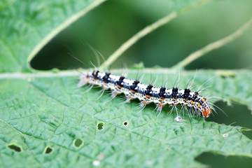 butterfly worm eatinf fresh leaf.