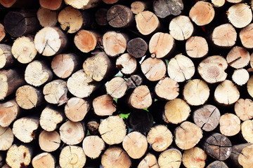 stack pattern of log wood background.