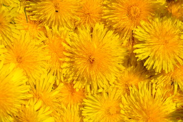 A lot of dandelion blossoms