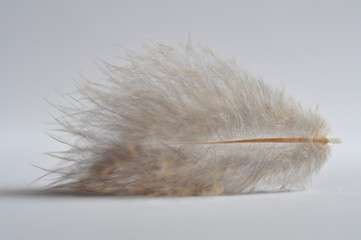 Fluffy, light feather of light shade