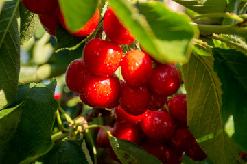 cherries on tree