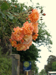 orange roses in neutral light