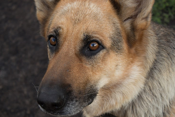 German shepherd