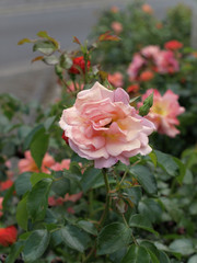pink roses in neutral light