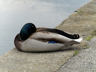 male duck sleeping at the river Ruhr