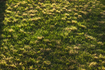 saturated natural green grass textured background surface
