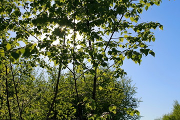 Fototapeta na wymiar Juicy and green leaves of birch in the rays of the setting sun